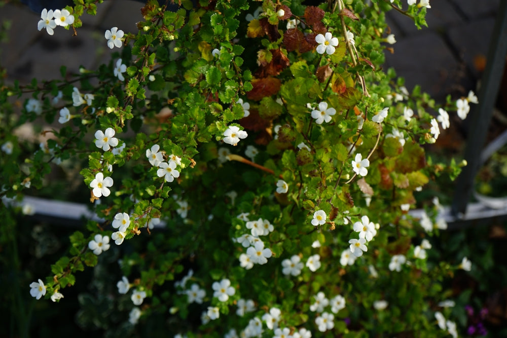 Bacopa