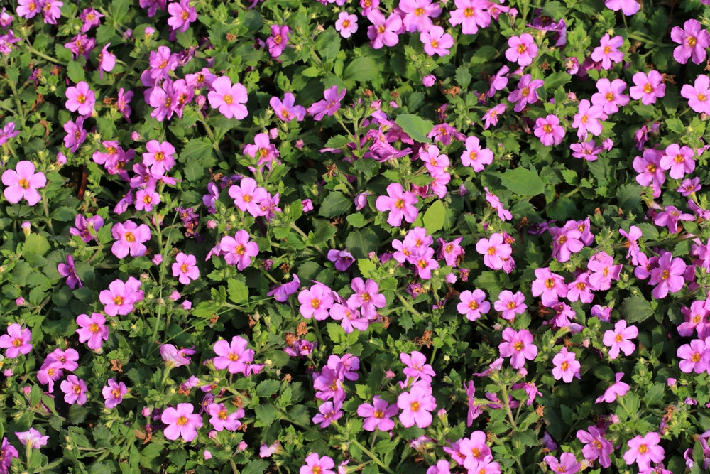 Bacopa