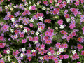 Bacopa