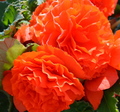 Begonia Non Stop