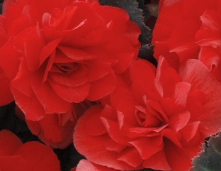 Begonia Non Stop