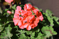 Geranium