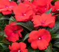Impatiens