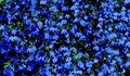 Lobelia