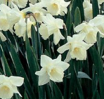 Narcissus 'Mount Hood' bulbs