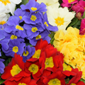 Spring Plant Box