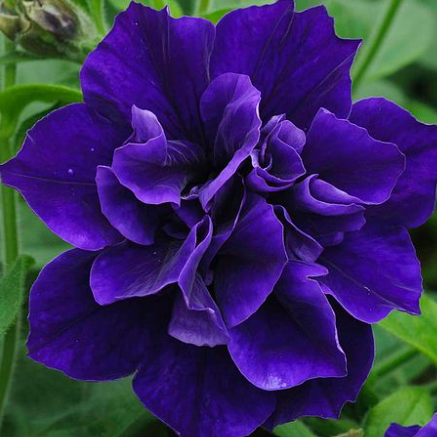 Trailing Petunia