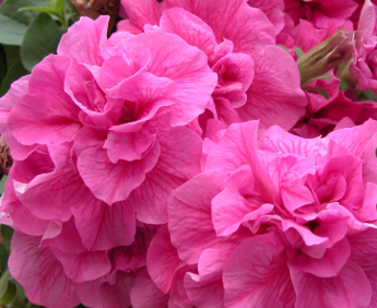 Trailing Petunia