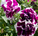 Trailing Petunia