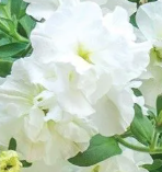 Trailing Petunia