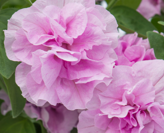Trailing Petunia