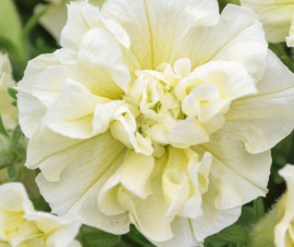 Trailing Petunia