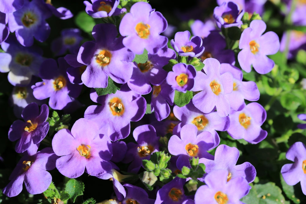 Bacopa