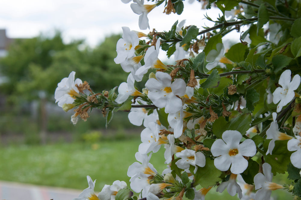 Bacopa