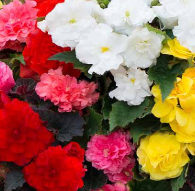 Begonia Non Stop