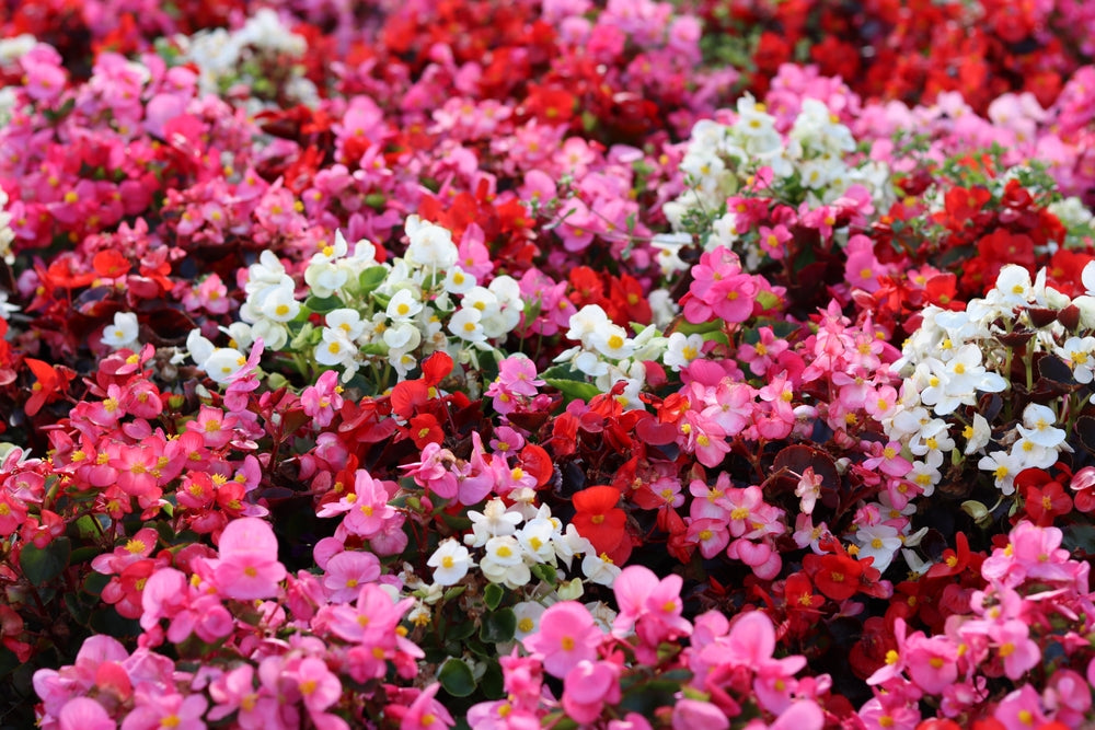 Begonia