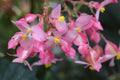 Begonia