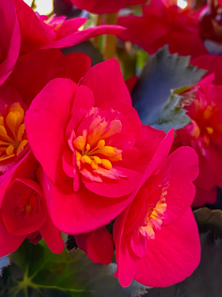 Begonia