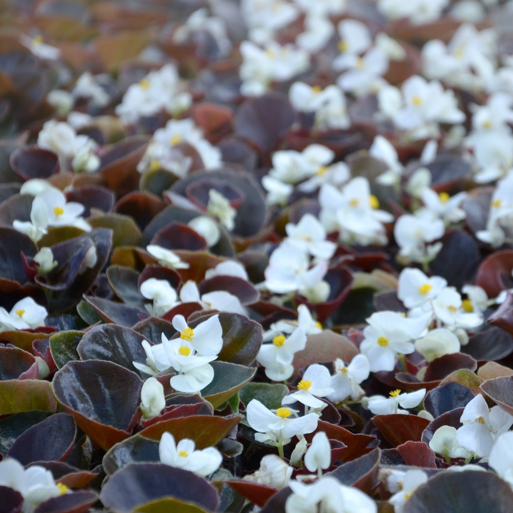 Begonia