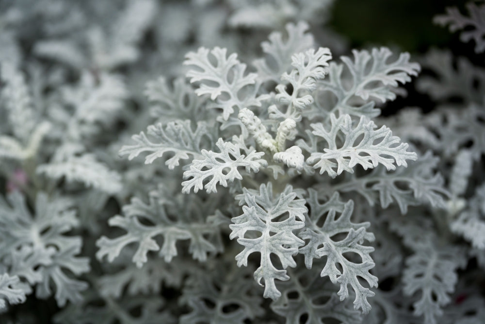 Cineraria