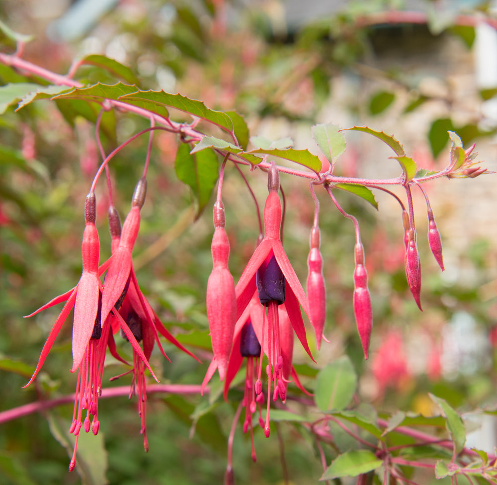 Fuchsia Upright