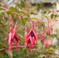 Fuchsia Upright
