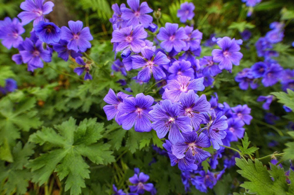 Geranium