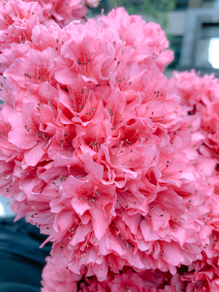 Geranium