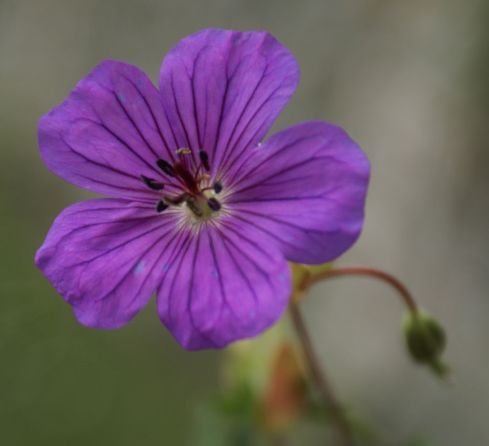 Geranium
