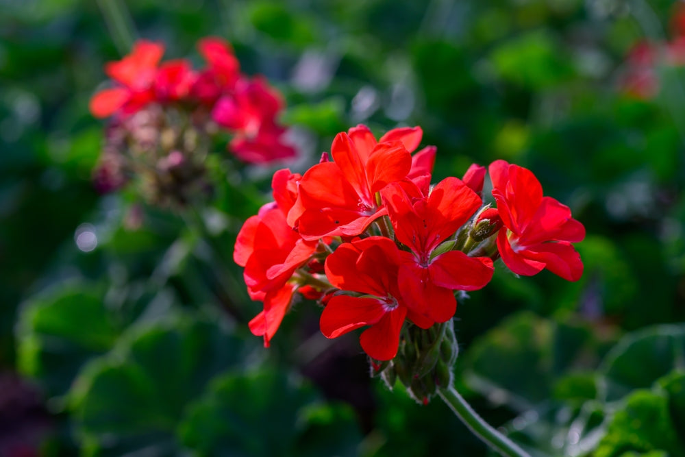 Geranium