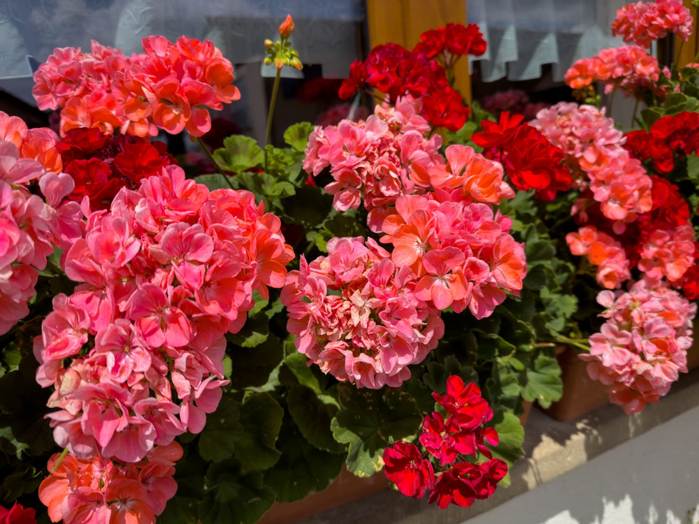 Geranium