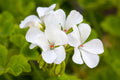 Geranium