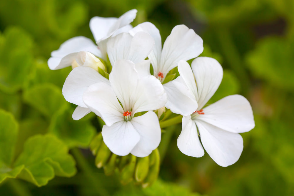 Geranium