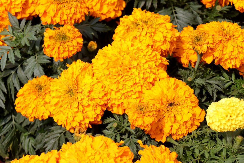 Marigold