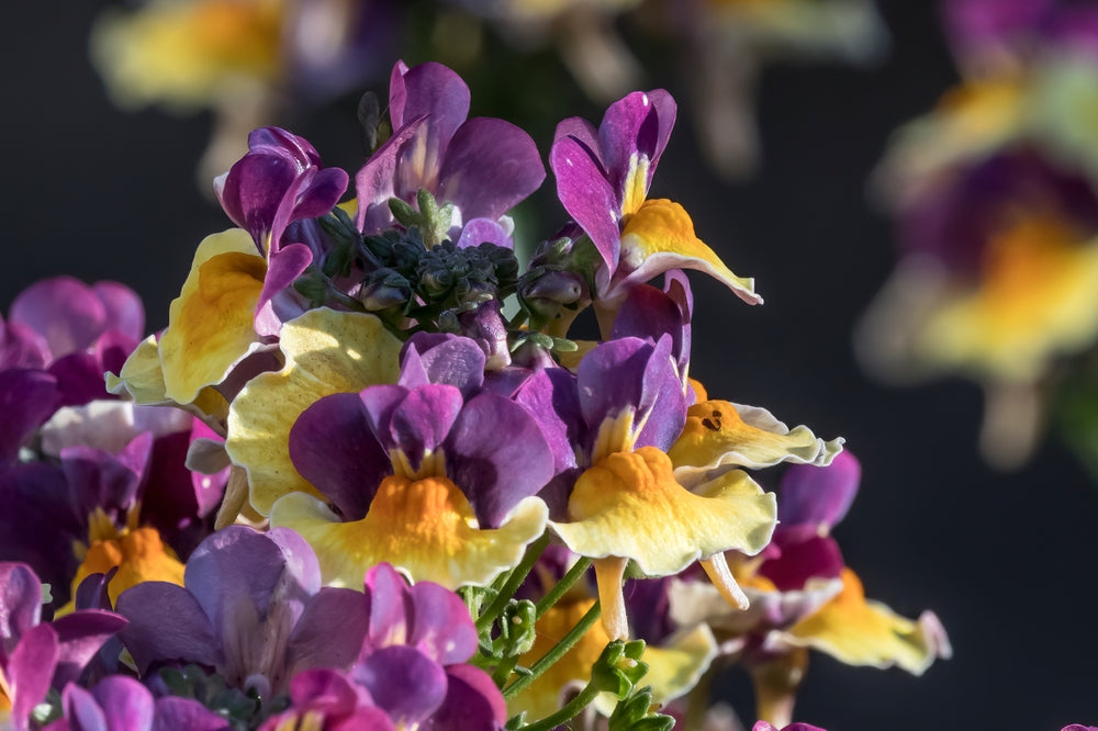 Nemesia