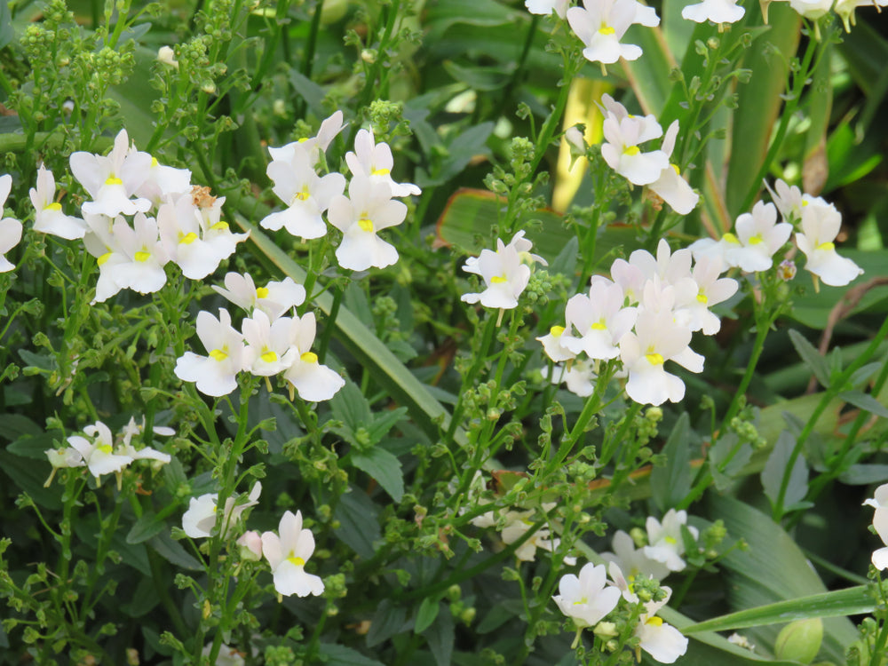 Nemesia