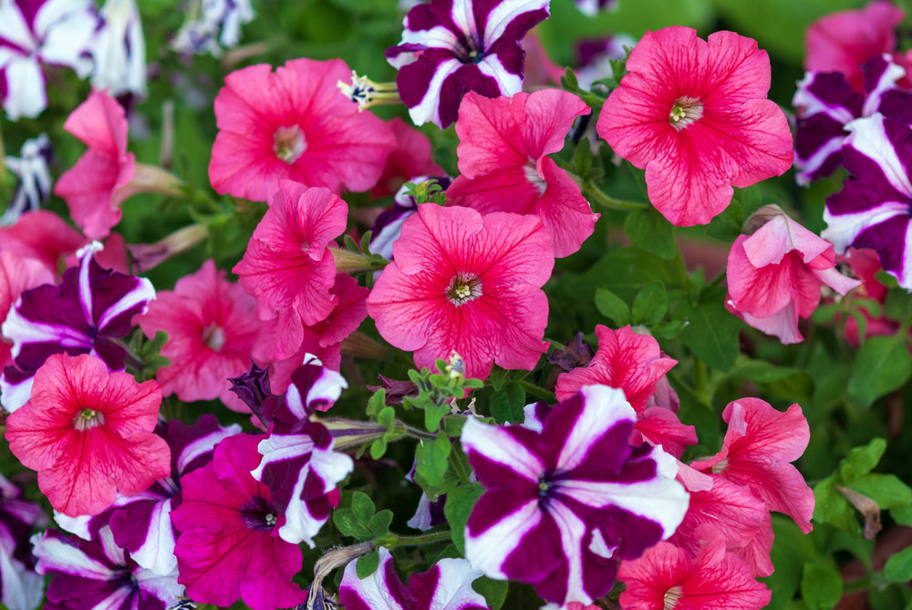 Petunia