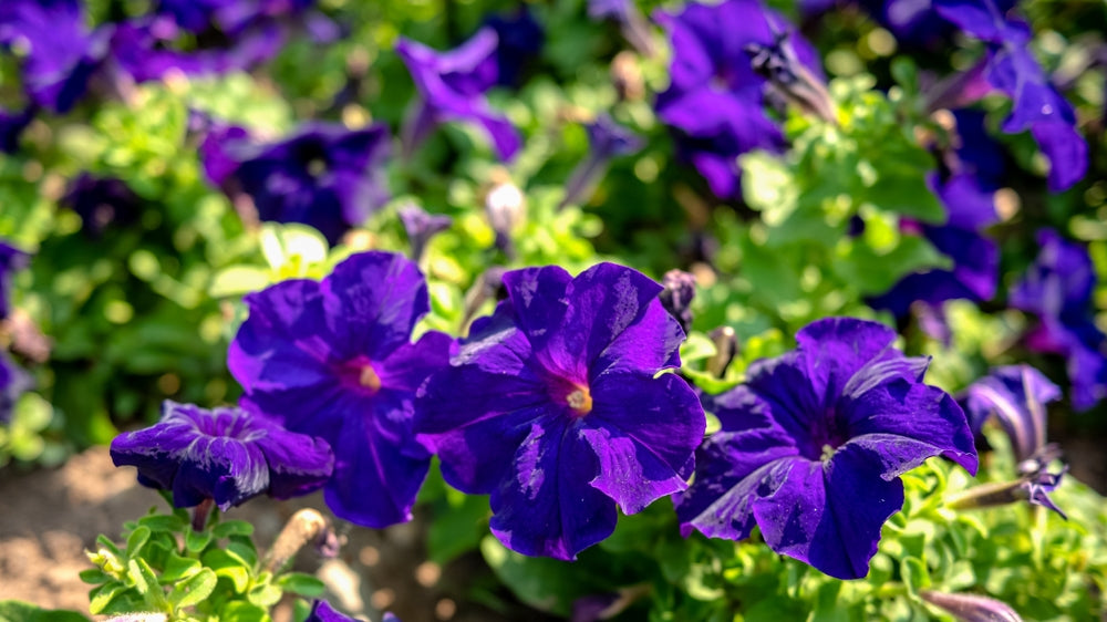 Petunia
