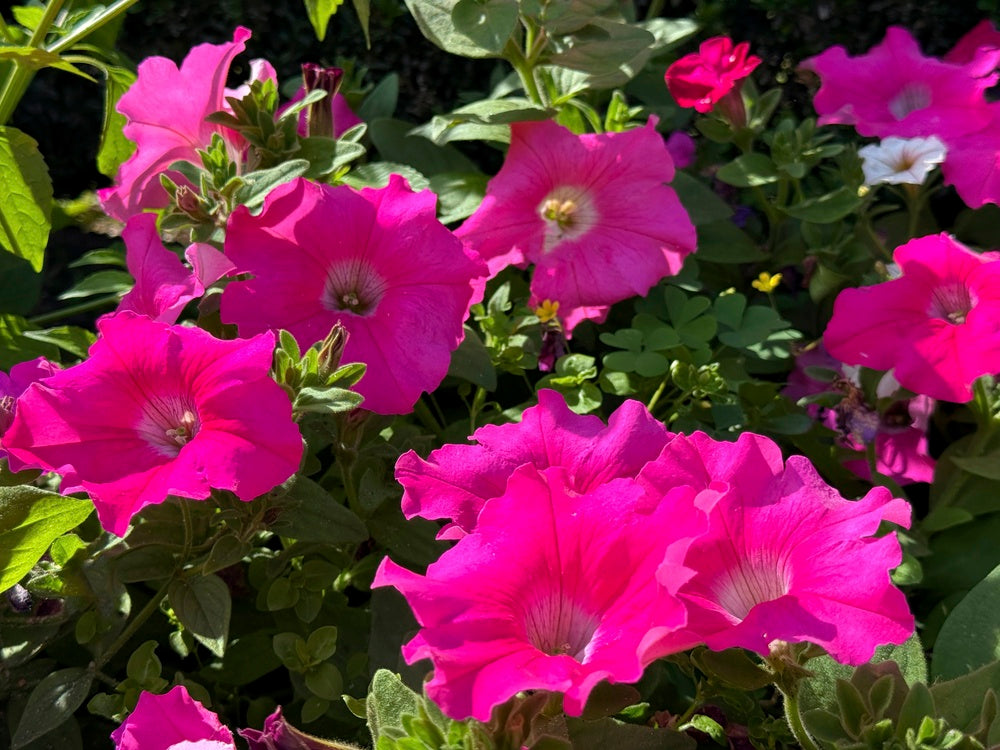 Petunia