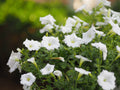 Petunia