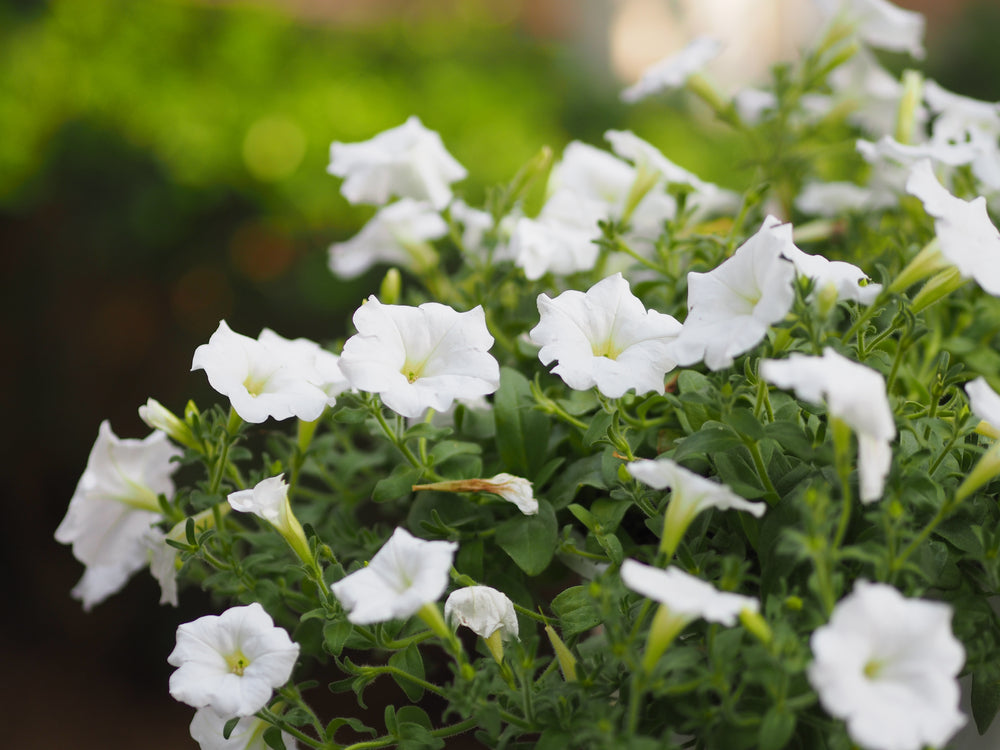 Petunia