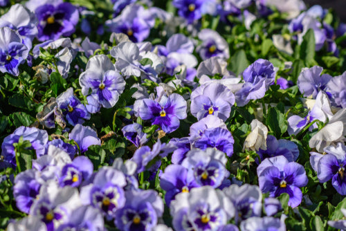 Marina Pansies