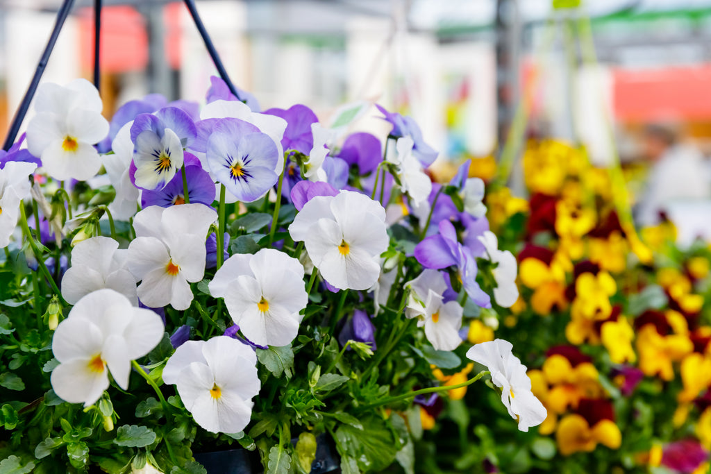 6 Plant Bundle