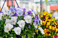 6 Plant Bundle