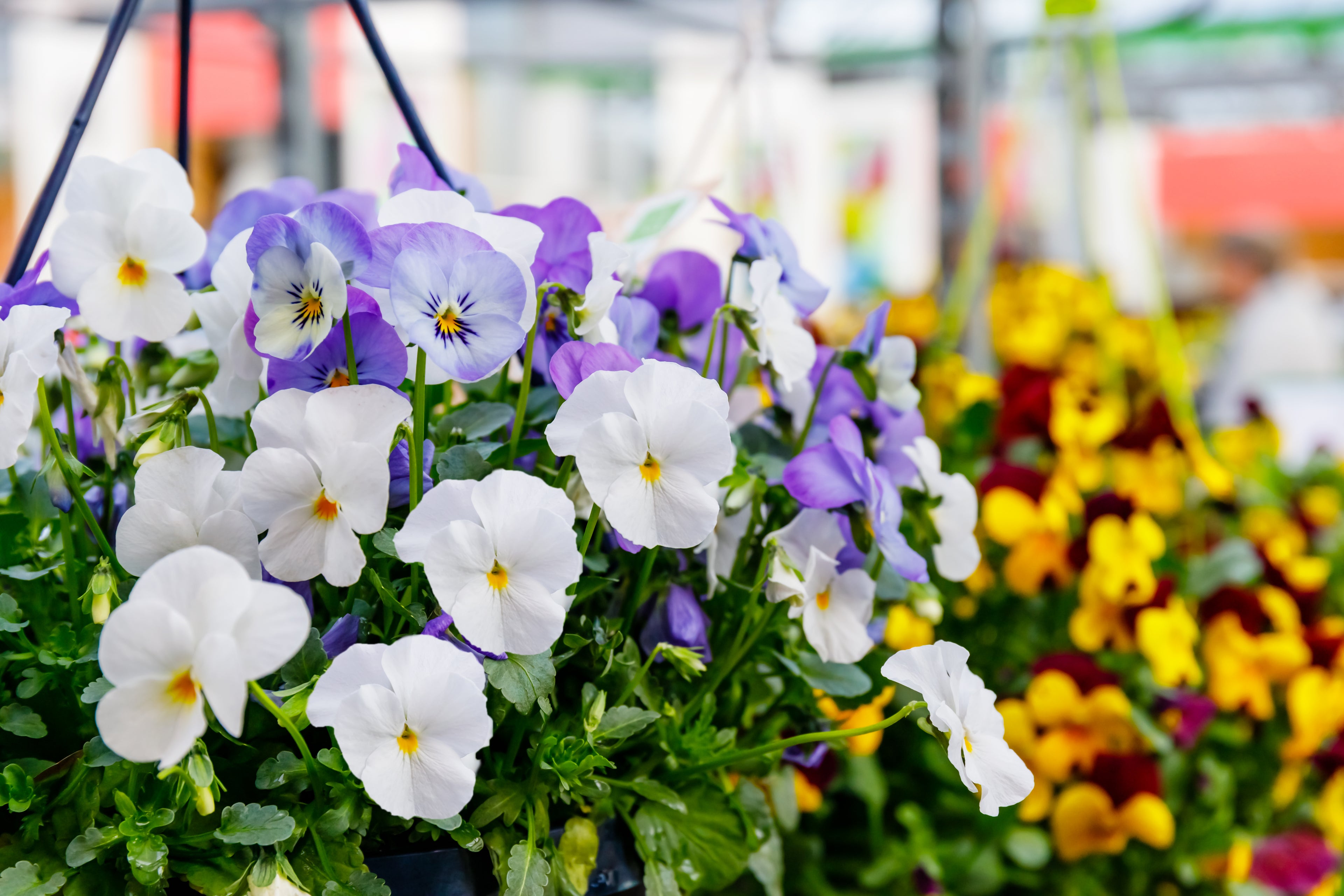 3 Pansies for £1