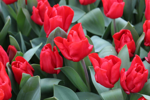 Tulip triumph red bulbs