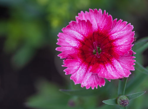 Dianthus Corona Raspberry Magic