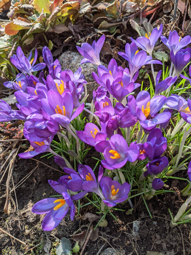 Crocus large flowered blue - Bulbs