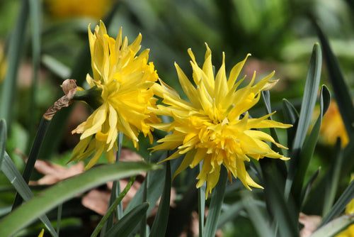 Miniature narcissus rip van winkle bulbs