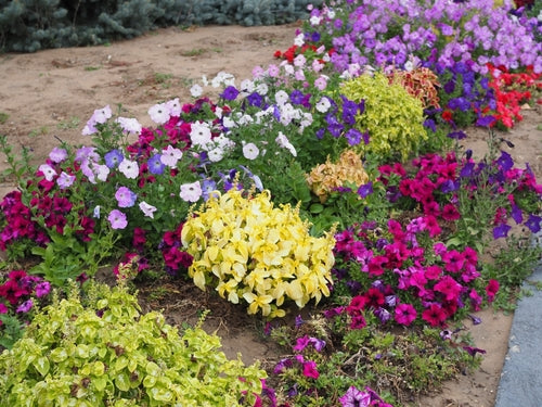 Pansy Mixed (Winter Flowering)